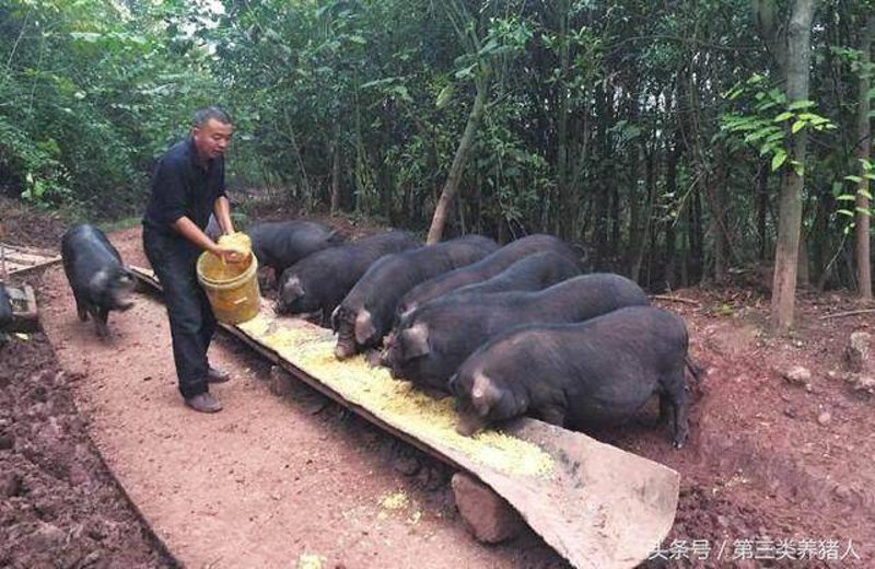 土猪养殖产业：一场生态与效益双赢的探索之旅