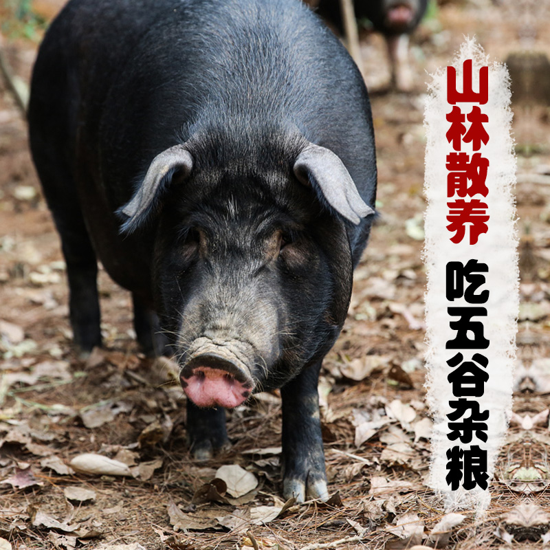 聚焦绿色养殖：怀宁养殖场的新时代篇章